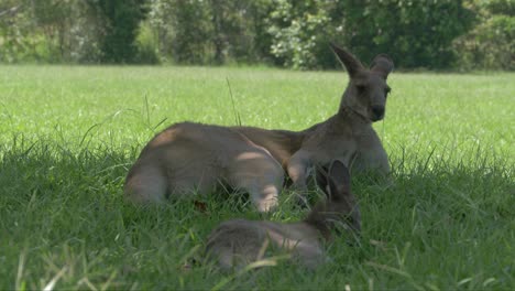 Two-Australian-Eastern-Grey-Kangaroos-Relaxed-In-The-Shade
