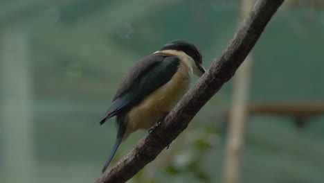 Close-Up-Of-Sacred-Kingfisher-Resting-On-A-Twig