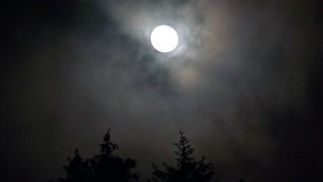 Der-Mondschein-Durch-Die-Äste-In-Einer-Stürmischen-Nacht
