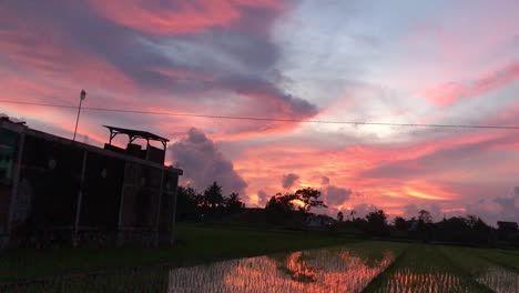 Beautiful-calming-and-relaxing-sunset-in-the-ricefield