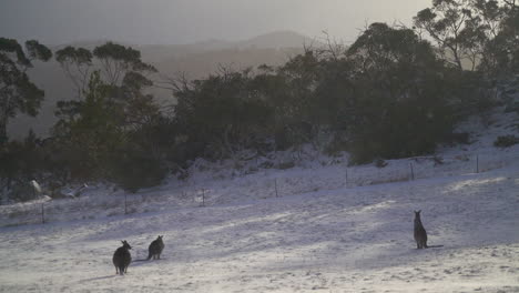Australia-Nevado-Canguro-Tormenta-De-Nieve-Lago-Jindy-Montañas-Roos-Hermosa-Animal-Maravilloso-3-Por-Taylor-Brant-Película