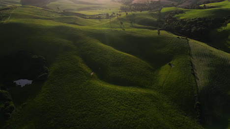 A-top-view-shot-over-the-mysterious-fields-and-deep-green-slopes-in-Dunsdale-area-of-Southland,-New-Zealand