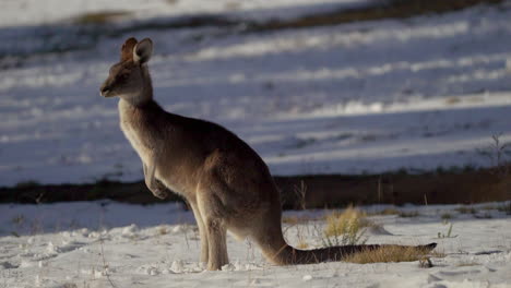 Australien-Schneebedecktes-Känguru-Bluebird-Lake-Jindy-Mountains-Roos-Wunderschönes-Tier-Atemberaubend-Von-Taylor-Brant-Film
