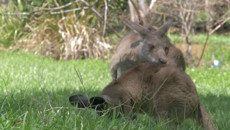 Eastern-Grey-Kangaroos-Licking-And-Cleaning-Each-Other-In-Lush-Green-Field