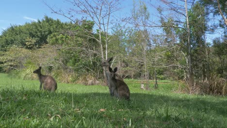 Eastern-Grey-Kangaroos-Relaxing-In-Lush-Green-Field