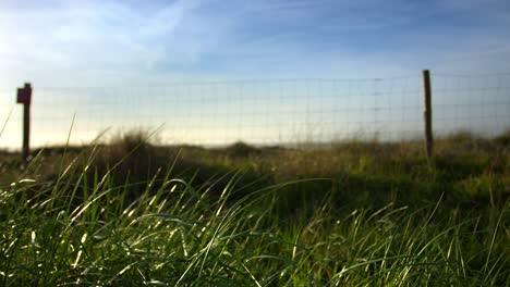 Sustainable-Nature-grass-fence-blurred-Background-during-windy-blue-sky-day-at-farm-countryside-no-people-wide-angle