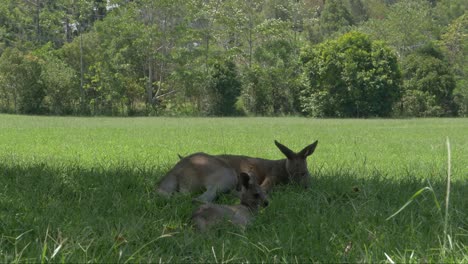 Zwei-Australische-östliche-Graue-Riesenkängurus,-Die-Sich-In-Der-Natur-Entspannen