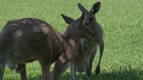 Unvorhersehbares-Australisches-östliches-Graues-Känguru,-Das-Gras-In-Natürlicher-Umgebung-Kaut