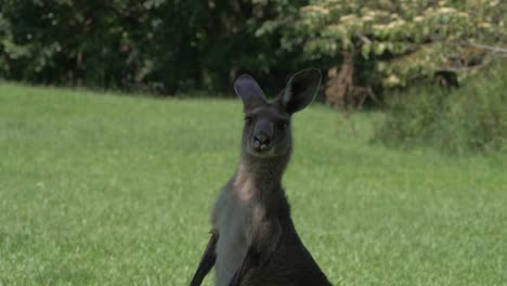östliches-Graues-Känguru-In-Australien,-Das-Neugierig-In-Die-Kamera-Starrt