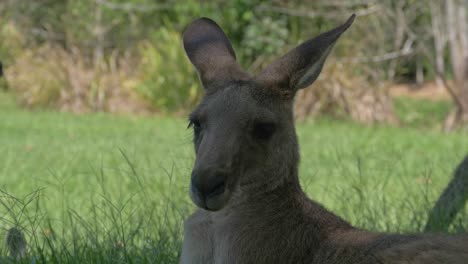 Close-Up-Eastern-Grey-Kangaroos-Relaxing-In-Lush-Green-Field