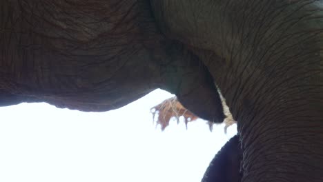 Elephant-putting-bamboo-in-mouth-using-trunk-for-eating-–-close-up,-Thailand