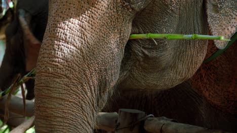 Cerca-De-Elefante-Gris-Comiendo-Y-Masticando-Tallos-De-Bambú-Usando-Baúl,-Tailandia