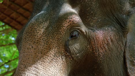 Close-up-of-adult-gray-elephant-head-feeding-on-fresh-bamboo-outdoors,-Thailand
