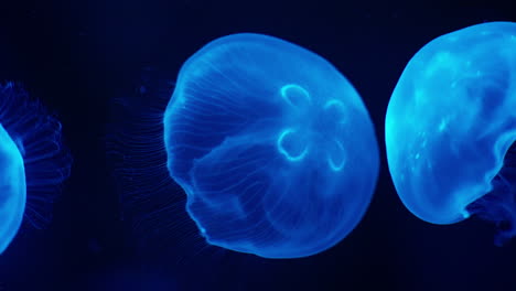 Close-up-of-exotic-Jellyfish-floating-weightlessly