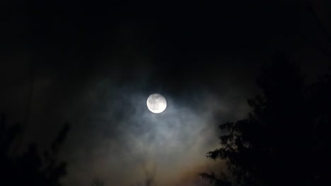 Eine-Mondlichtserenade-Zwischen-Den-Silhouetten-Der-Bäume-Inmitten-Des-Heulenden-Windes