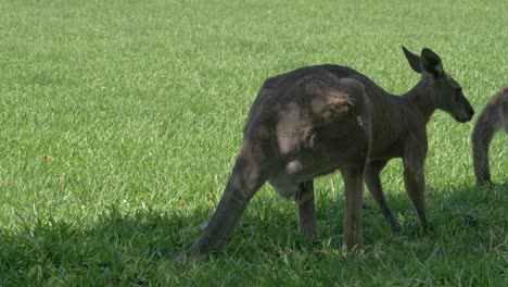 Australische-östliche-Graue-Riesenkängurus,-Die-Gras-Kauen