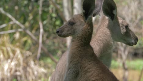 Zwei-Australische-östliche-Graue-Riesenkängurus-Lecken-Und-Stehen-Bewusst-Da