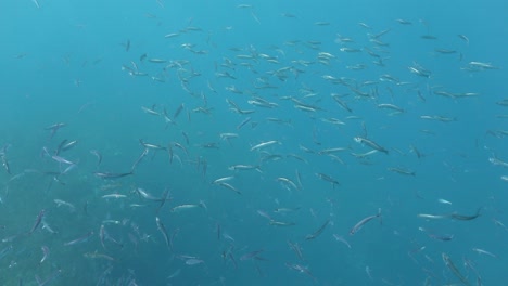 Große-Schule-Von-Blue-Jack-Makrelenfischen,-Die-Im-Klaren-Blauen-Ozean-Schwimmen,-Azoren