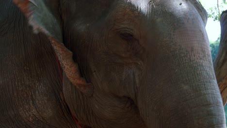 Asian-domesticated-elephant-eating-grass-and-chewing,-close-up-shot