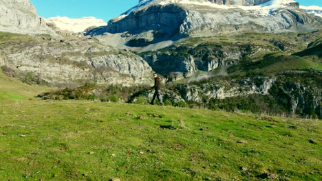 Aerial-video-Following-a-Man-Trekking-in-the-Spanish-Pyrenees-with-a-view-of-the-mountains,-green-meadows-and-blue-sky