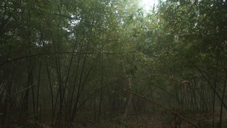 Through-the-mist-the-sweet-light-of-morning-awakened-the-trees-of-the-deep-forest
