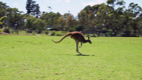 Hooping-Canguro-Hierba-Verde-Cielo-Azul-Joey-Roo-Rojo-Fauna-Interior-Australia-De-Taylor-Brant-Película