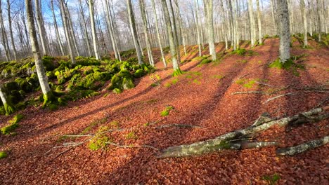 FPV-drone-footage-in-a-woodland-in-autumn,-the-ground-is-full-of-dry-brown-leaves-that-stand-out-against-the-moss-and-green-vegetation