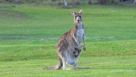 Känguru-Mit-Joey-Sagt-Hallo-Zur-Kamera-Tier-Grünes-Gras-Blauer-Himmel-Roos-Natur-Tierwelt-Hinterland-Schneeberge-Australien-Von-Taylor-Brant-Film