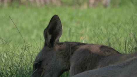 Close-Up-Shot-Of-Australian-Eastern-grey-Kangaroo-Chewing-Grass-In-Natural-Environment