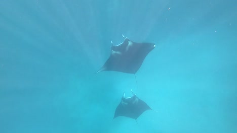 Manta-rays-ascending-from-the-depths-of-the-sea-in-Komodo-Park,-Indonesia