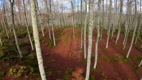 FPV-drone-footage-passing-through-the-trees-of-a-forest-in-autumn