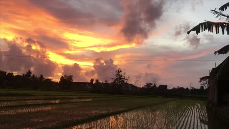 Beautiful-calming-and-relaxing-sunset-in-the-ricefield-with-banana-leaf-waving