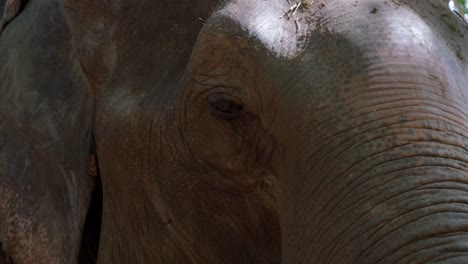Elefante-Adulto-Agarrando-Bambú-Y-Aleteando-Las-Orejas-Mientras-Come,-Tailandia-–-Primer-Plano