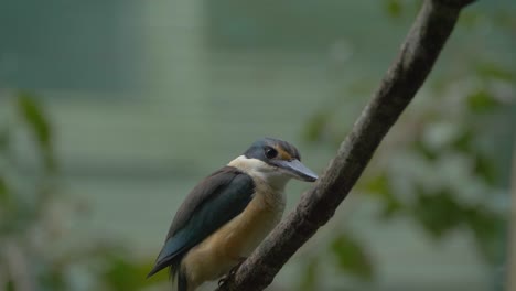 Sacred-Kingfisher-Perched-On-A-Twig-In-The-Forest---close-up