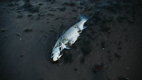 Las-Olas-Del-Mar-Arrastran-Cadáveres-De-Peces-Muertos-A-La-Orilla