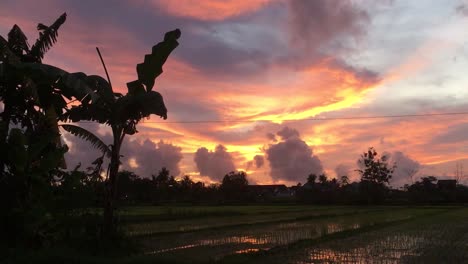 Beautiful-sunset-with-ricefield-and-colorful-sky