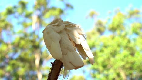 Close-up-shot-of-a-wild-sulphur-crested-cockatoo,-cacatua-galerita-perching-up-high-on-treetop-in-a-wooded-habitat,-stretching-its-wings,-preening-and-grooming-its-white-feathers-in-bright-sunlight