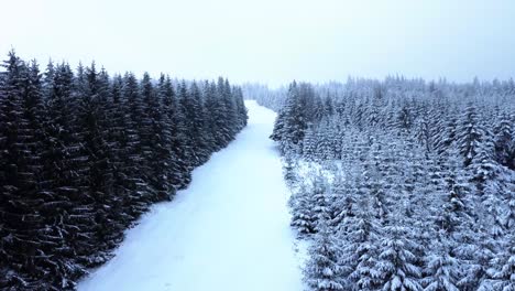 Gefrorener-Wald-In-Den-Alpen-Weihnachtsbäume---Drohne-Luftaufnahme