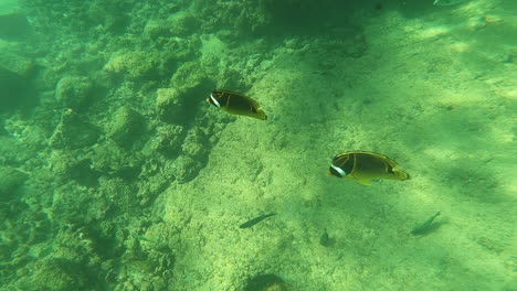 Gelbe-Unterwasserfische-Schwimmen-Um-Das-Riff