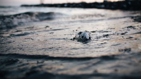 Waves-Washing-up-Dead-Fish-Carcass-onto-Beach-Shore-Low-Angle