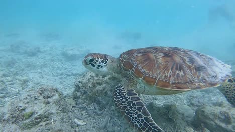 Echte-Karettschildkröte-Schwimmt-In-Den-Seichten-Gewässern-Der-Gili-Inseln,-Bali,-Indonesien