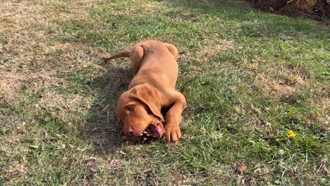 Hungarian-Vizsla-puppy-playing-in-the-garden-on-a-sunny-day