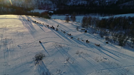Teams-of-dog-sledging-prepared-in-early-sunny-morning,-aerial-orbit-view