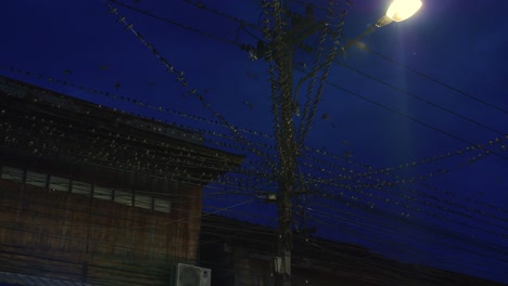 Pájaros-Volando-Y-Posándose-En-Líneas-Eléctricas-Por-La-Noche-Con-Tráfico-Debajo-En-Tailandia