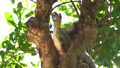 Koala-Soñoliento,-Phascolarctos-Cinereus-Cambiando-Su-Posición-En-La-Copa-Del-árbol,-Abrazándose-Y-Aferrándose-Al-Tronco-Del-árbol,-Tratando-De-Conseguir-Una-Postura-Cómoda-Para-Dormir,-Especies-De-Vida-Silvestre-Nativa-Australiana