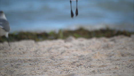 Close-up-of-a-seagull-walking-taking-off-on-a-beach-in-Mexico