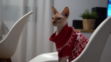 Egyptian-cat-hairless-indoors-at-home-for-Christmas-during-winter-wearing-a-sweater