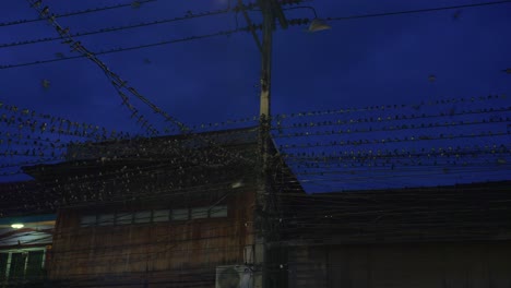 Líneas-Eléctricas-Frente-A-Un-Edificio-En-Tailandia-Cubiertas-De-Bandadas-De-Pájaros-Por-La-Noche
