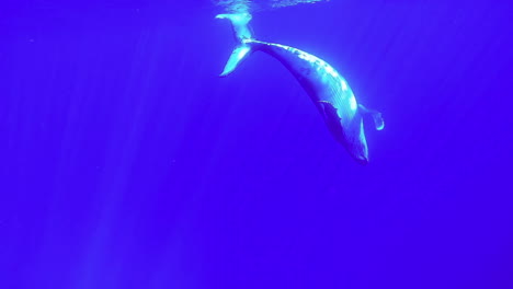 calf-humpback-whale-plays-at-surface