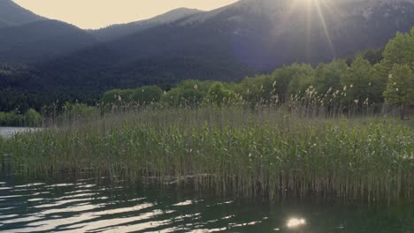 Slow-cinematic-shot-of-lake-plants-against-sunlight